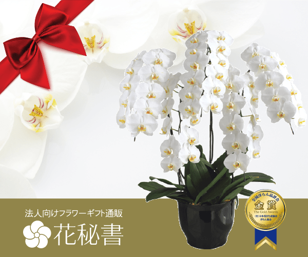 お祝い花や胡蝶蘭なら花秘書【法人様向け贈答花】※ご利用法人数35,000社突破
